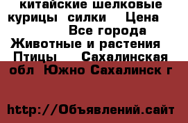 китайские шелковые курицы (силки) › Цена ­ 2 500 - Все города Животные и растения » Птицы   . Сахалинская обл.,Южно-Сахалинск г.